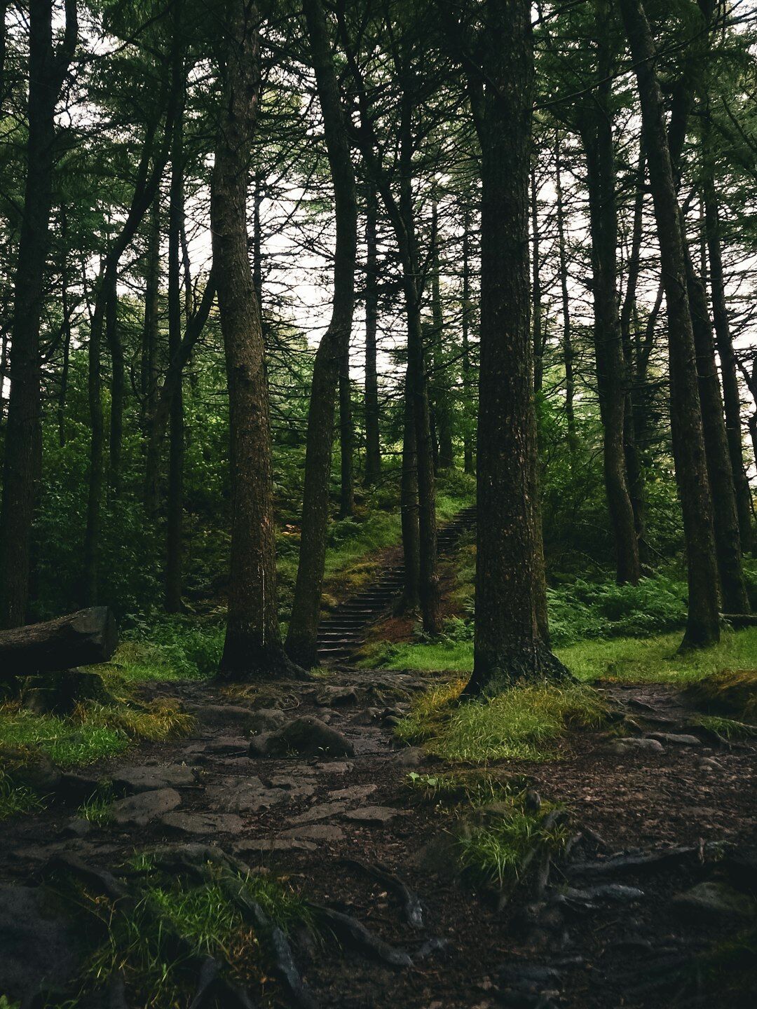 person walking in nature