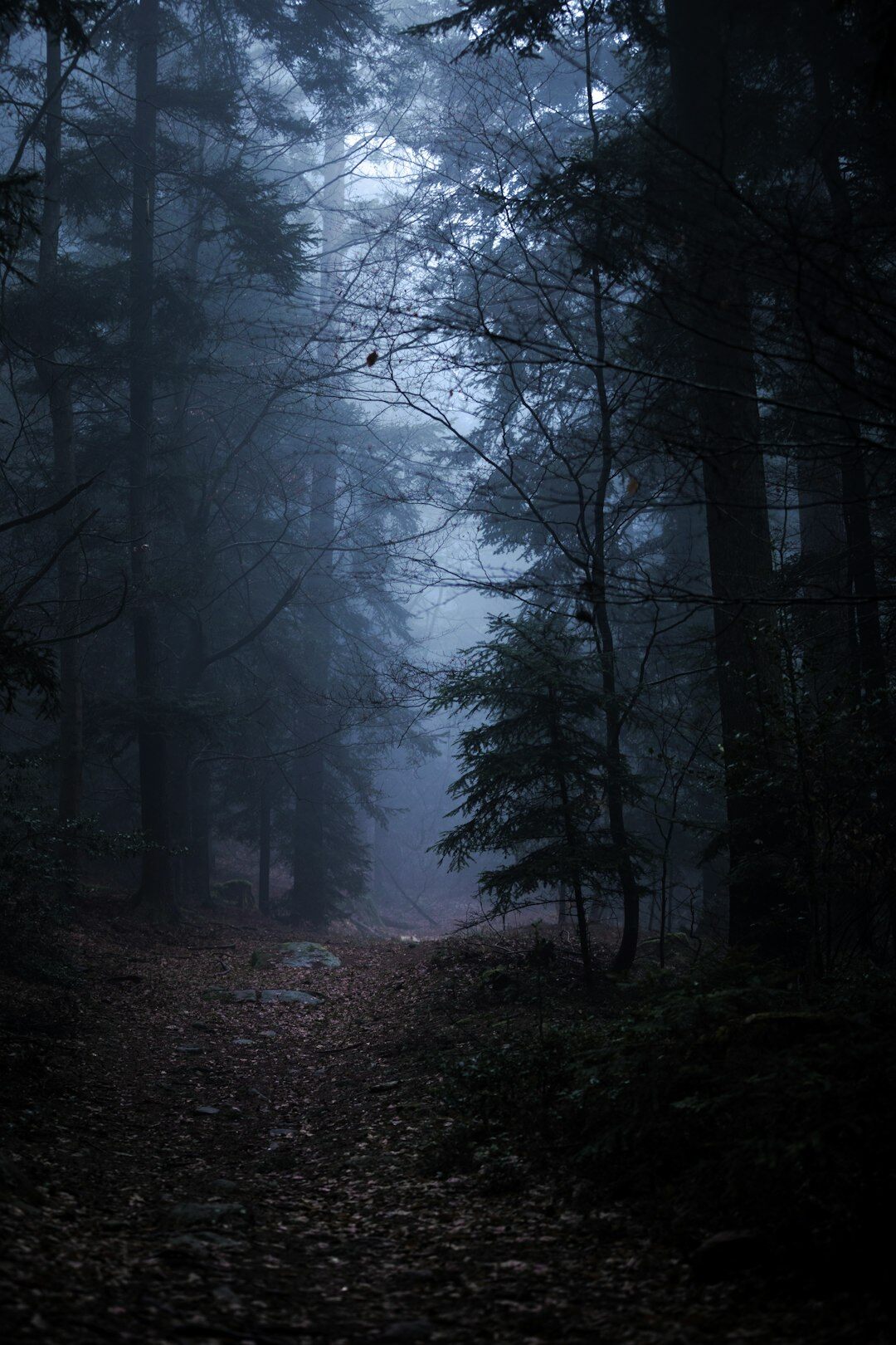dark forest path at dusk